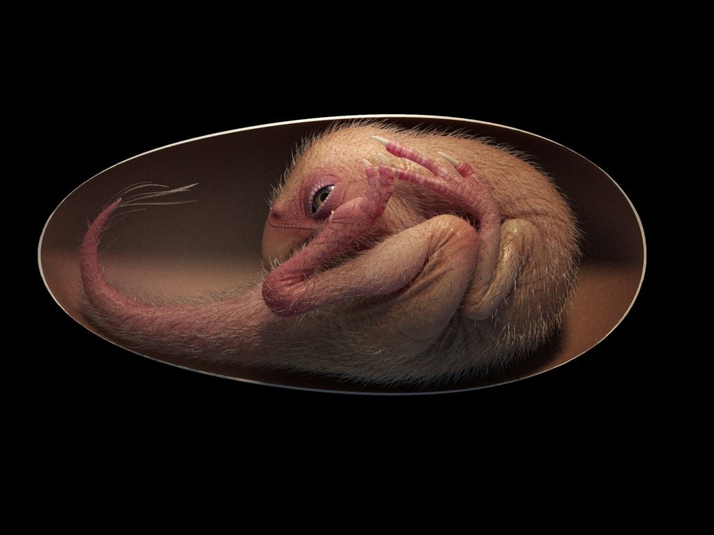 ‘exquisitely-preserved’-dinosaur-fossil-still-inside-its-egg,-reveals-‘bird-like’-hatching-posture