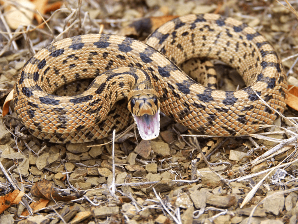 venom-found-in-snakes-and-mammals-shares-common-origin,-new-study-finds