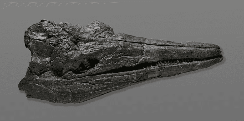 earth’s-first-known-giant-rapidly-evolved-into-sea-monsters-as-big-as-whales,-study-finds