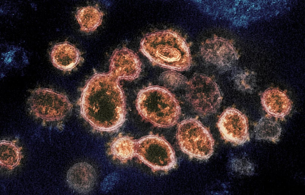 scientists-identify-antibodies-that-can-neutralise-omicron-and-other-variants