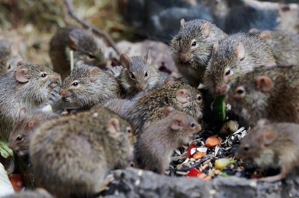 four-ways-you-can-benefit-from-hiring-pest-control-services