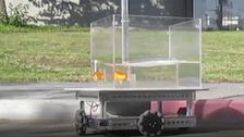 scientists-teach-goldfish-to-drive-‘fish-operated-vehicle’