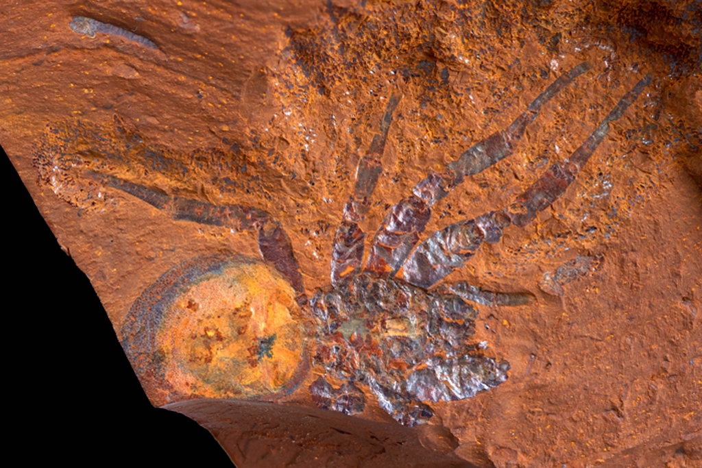 new-fossil-site-in-dry-australian-outback-reveals-region-was-once-home-to-‘abundant’-rainforest