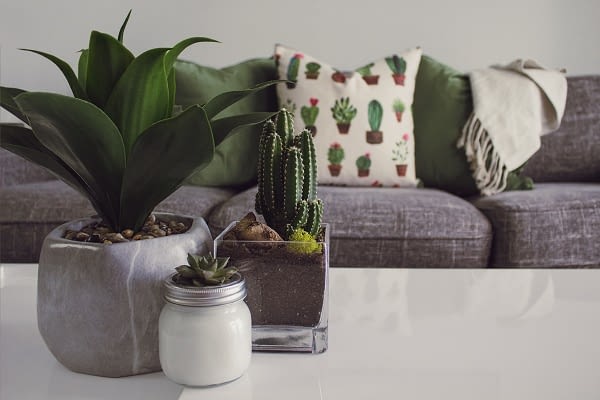 indoor-plants-can-make-all-the-difference-when-working-from-home
