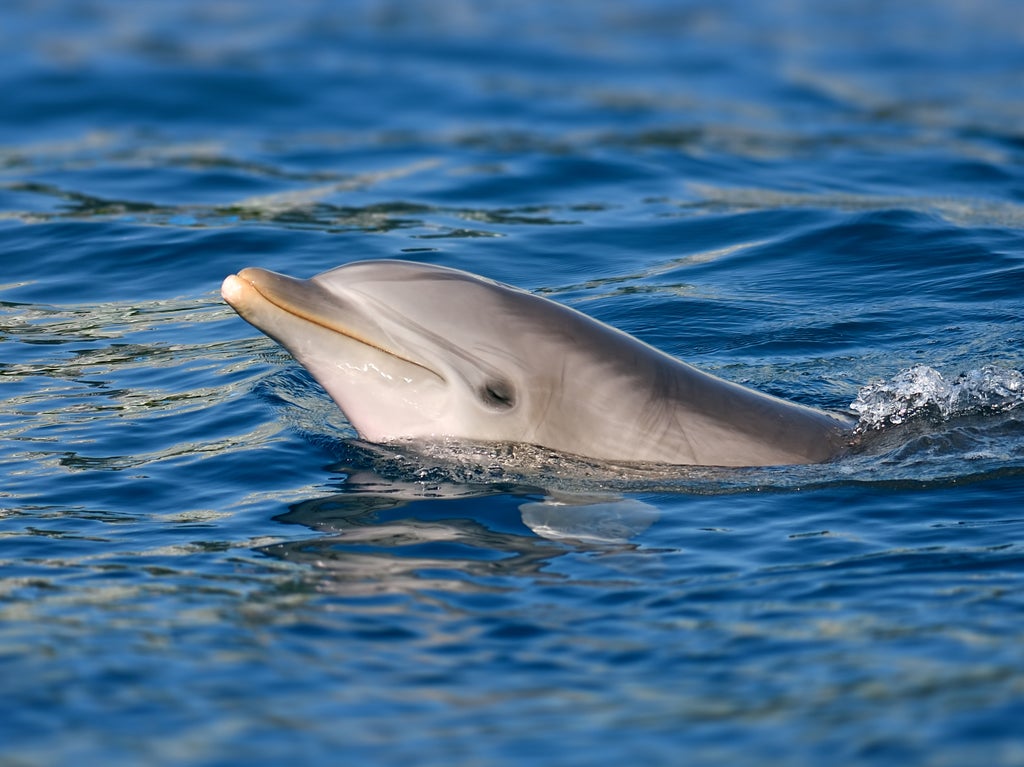 dolphin-females-have-working-clitoris,-anatomical-evidence-suggests