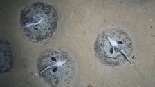 a-massive-icefish-breeding-colony-existed-in-secret-in-antarctica-—-until-now