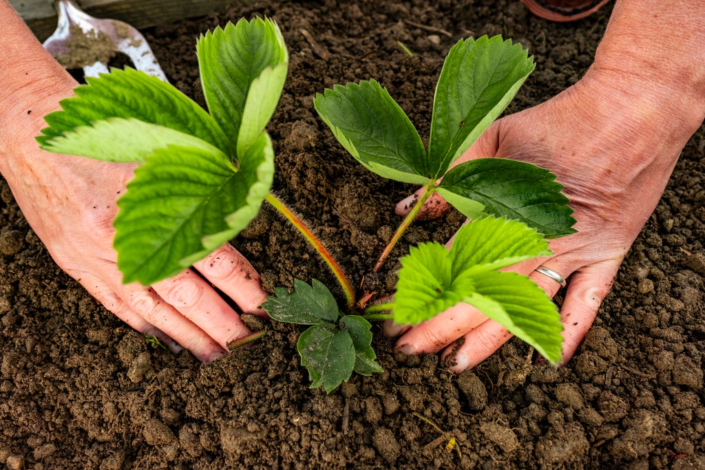five-insights-into-the-secret-life-of-your-plants