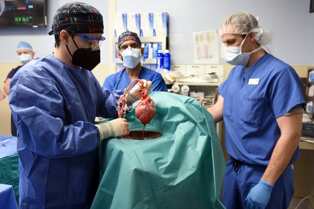 the-60-year-journey-to-a-pig-heart-transplant