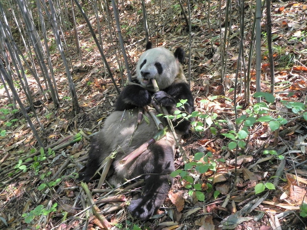 giant-panda’s-gut-bacteria-help-it-remain-chubby-despite-bamboo-diet,-researchers-say