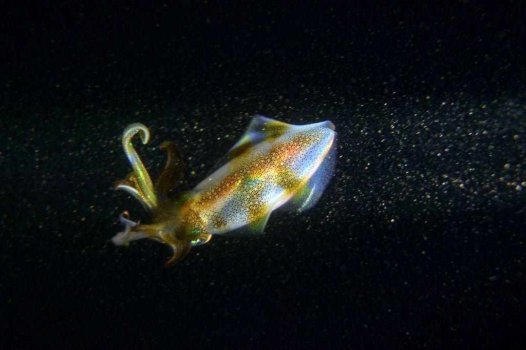 scientists-find-world’s-deepest-swimming-squid-ever-6km-under-water