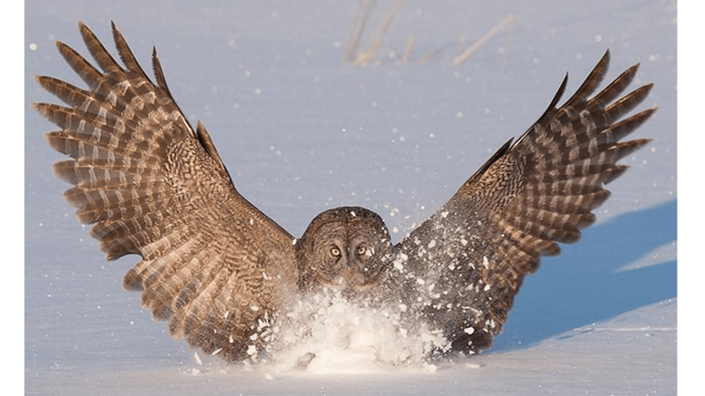 owl-wing-inspired-design-reduces-noise-from-aircraft-engines,-study-finds