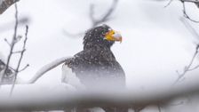 ‘explorer’-eagle-finds-a-home-in-coastal-maine,-far-from-its-native-asia