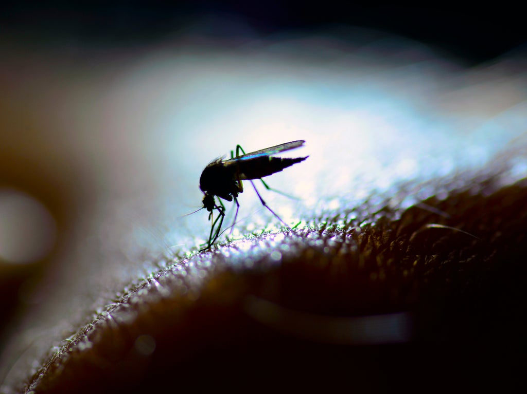 the-sounds-of-mosquito-mating-rituals-may-help-us-fight-malaria