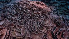 rare,-pristine-rose-shaped-corals-found-in-reef-off-tahiti-coast