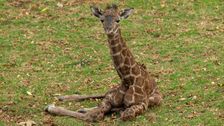 2-day-old-giraffe-euthanized-at-san-diego-zoo-safari-park