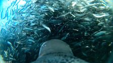 ‘penguin-cam’-will-take-you-on-a-soothing-dive-through-a-cloud-of-sardines