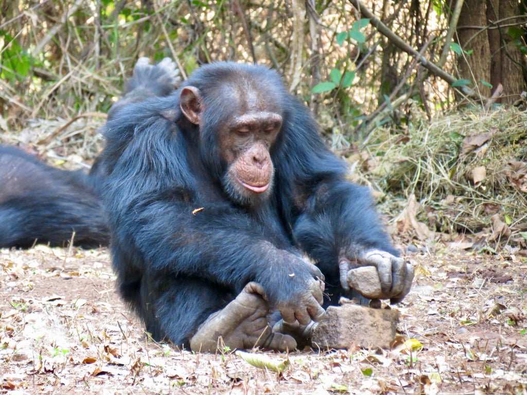chimpanzee-culture-‘more-similar’-to-humans’-than-previously-realised,-researchers-say
