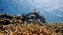 coal-loving-australia’s-pledge-to-protect-great-barrier-reef-‘utter-bulls**t,’-detractors-say