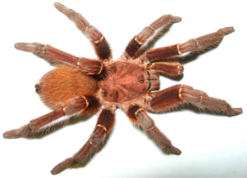scientists-decode-why-king-baboon-spider-venom-is-immensely-painful
