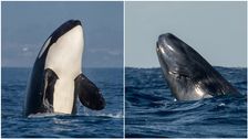 it-turns-out-orcas-can-— and-do-—-kill-and-eat-blue-whales