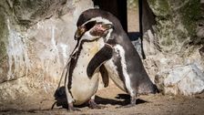 male-penguin-couple-doing-‘great-job’-raising-foster-hatchling,-new-york-zoo-says