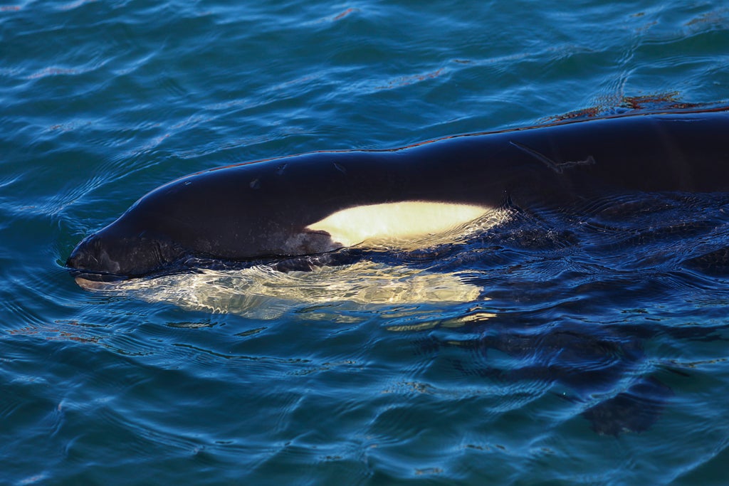orcas-recorded-for-the-first-time-hunting-and-killing-blue-whales