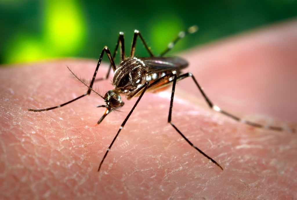 mosquitoes-are-‘more-attracted-to-people-who-wear-red,-orange-or-black-clothes’