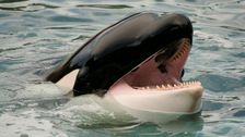 more-and-more-orcas-have-started-using-fishing-lines-as-free-buffets
