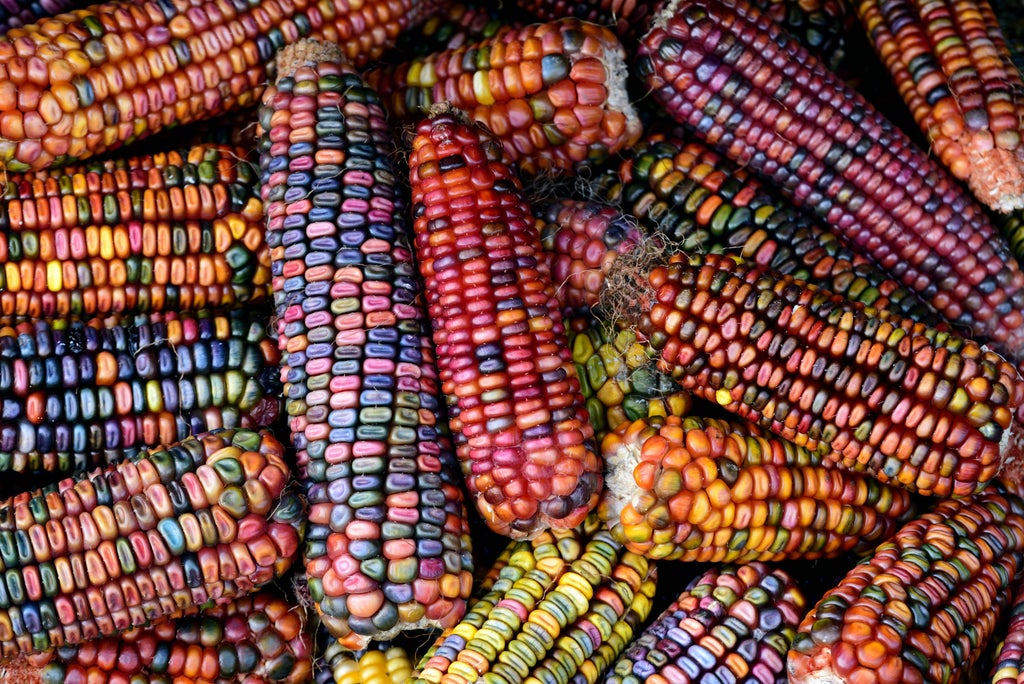 the-future-of-food:-why-we-can’t-be-too-reliant-on-seed-banks