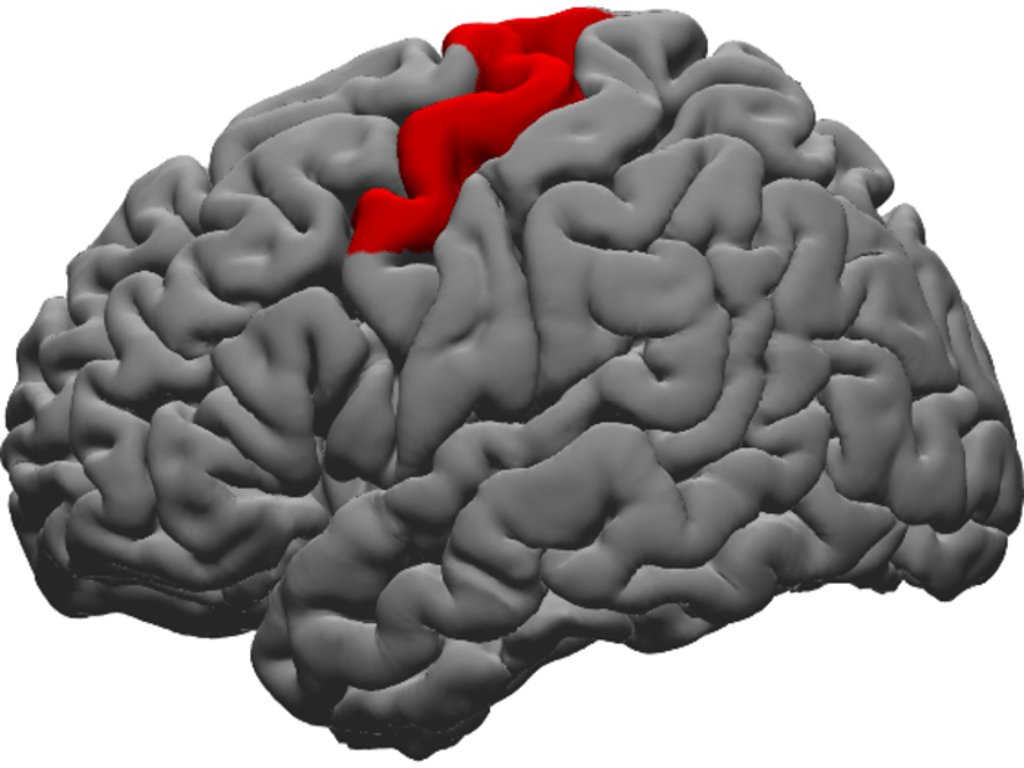 scientists-identify-brain-region-that-helps-people-control-word-pronunciation