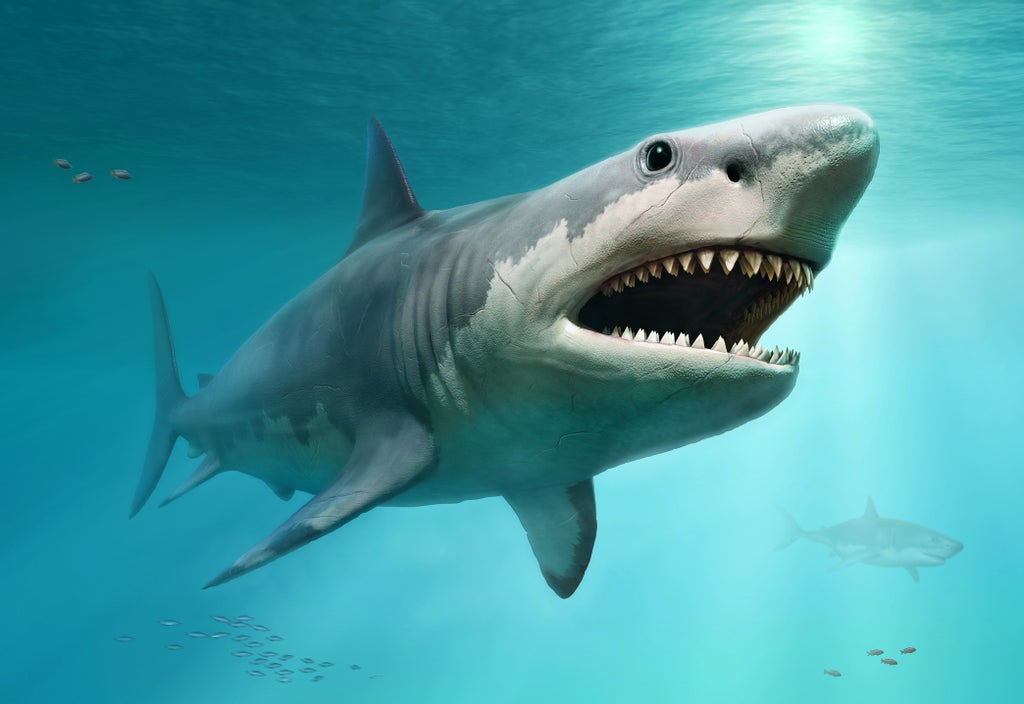 megalodon-may-not-have-looked-anything-like-a-great-white-shark,-scientists-say