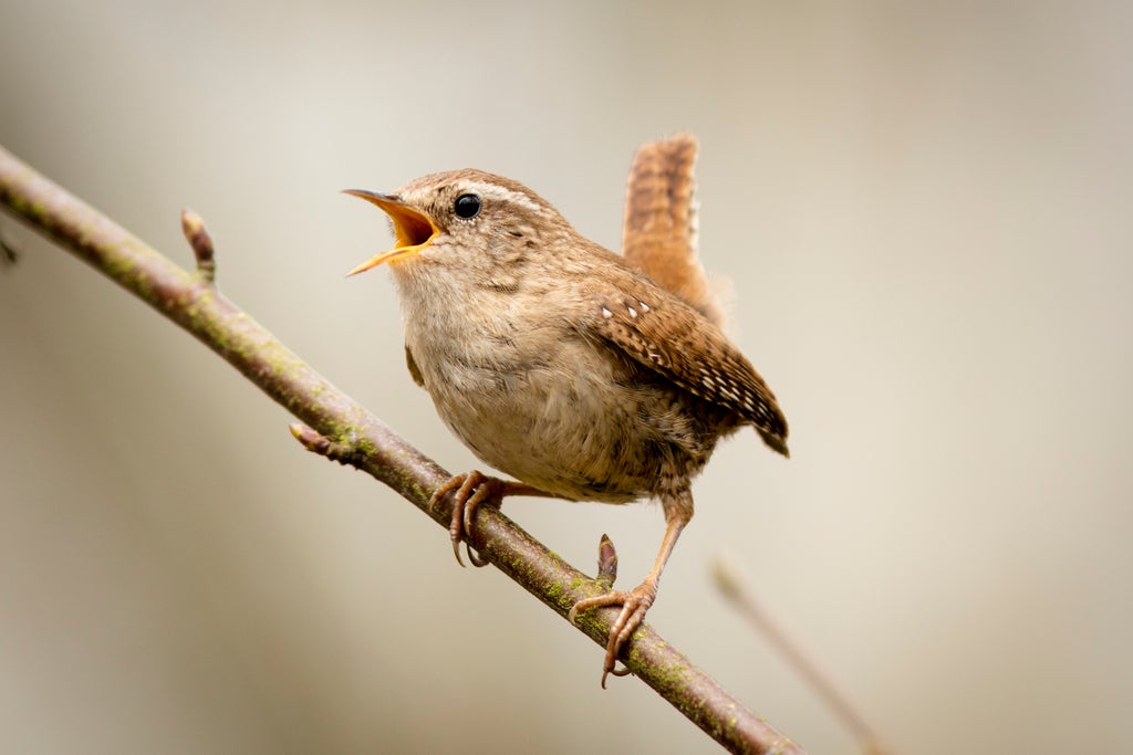 why-do-birds-sing-in-the-morning,-and-does-anything-eat-bees?