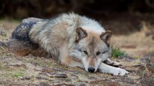 gray-wolves-regain-endangered-species-act-protections
