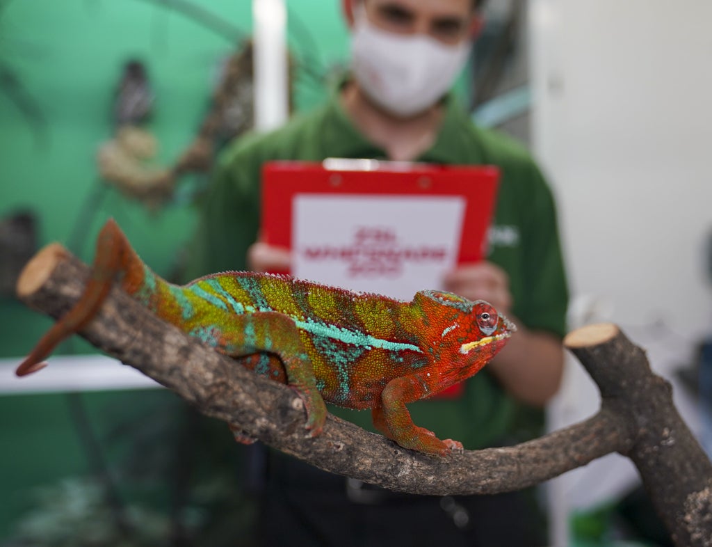 zoo-fights-to-save-species-from-extinction-by-cryogenically-freezing-genetic-samples