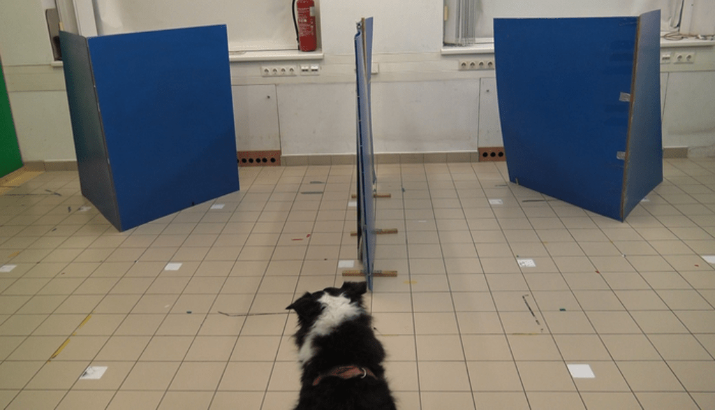 dogs-can-recognise-owners-by-voice-alone-when-they-cannot-use-vision-or-smell-to-guide-them