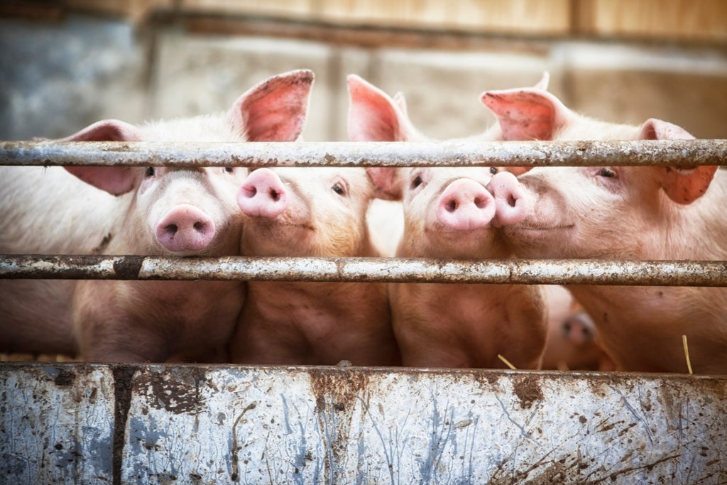 how-your-brain-wrestles-with-the-ethics-of-eating-animals