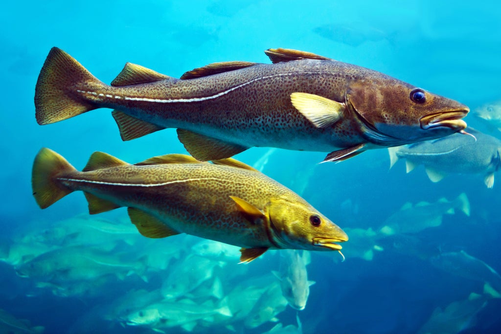 how-are-cod-evolving-in-response-to-overfishing?