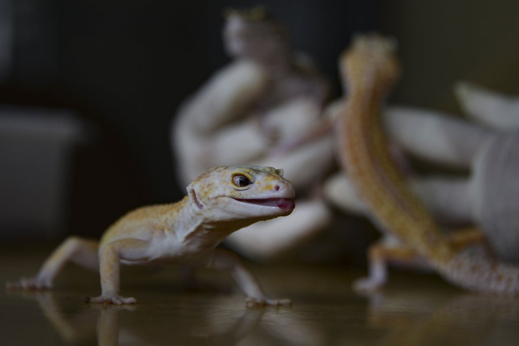 study-finds-how-lizard-tails-are-sturdy-at-regular-times-but-detach-easily-when-needed