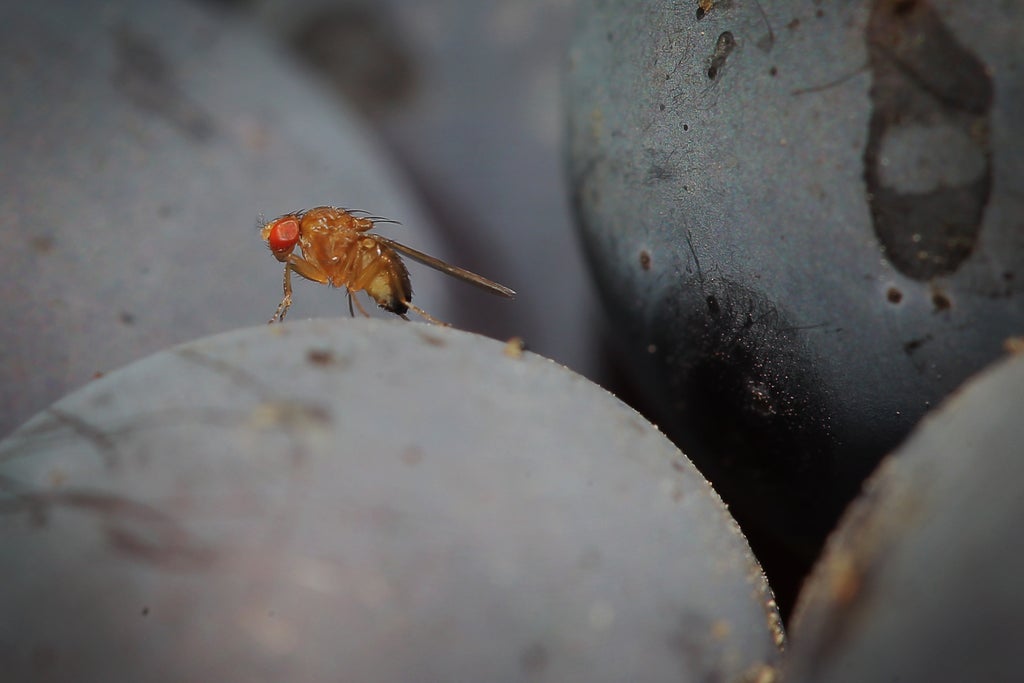 flies-have-more-sophisticated-cognitive-abilities-than-previously-thought,-study-finds