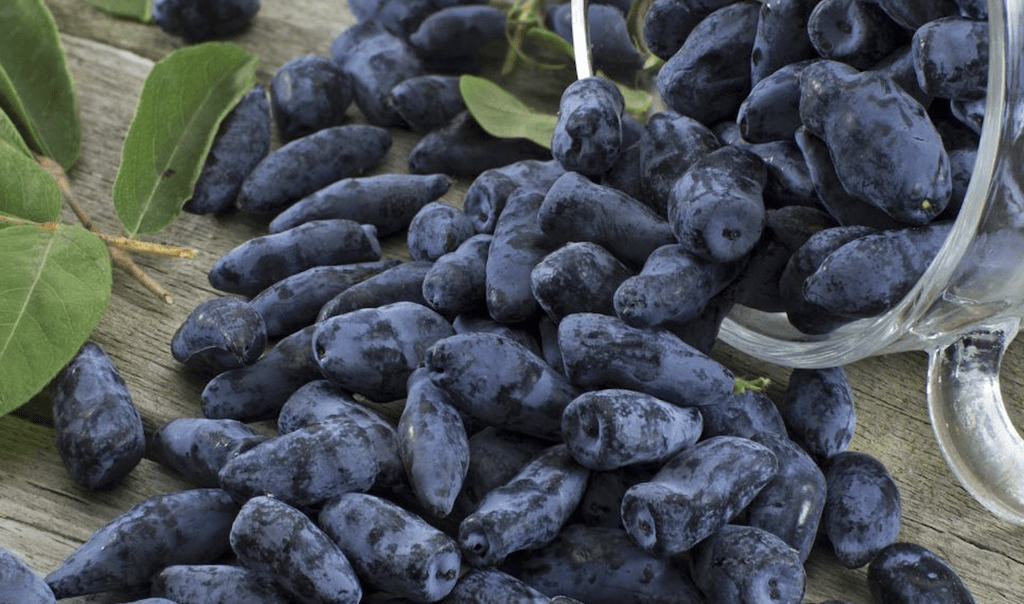 haskap-berry-can-boost-endurance-runners’-performance-by-‘game-changing’-levels,-study-says