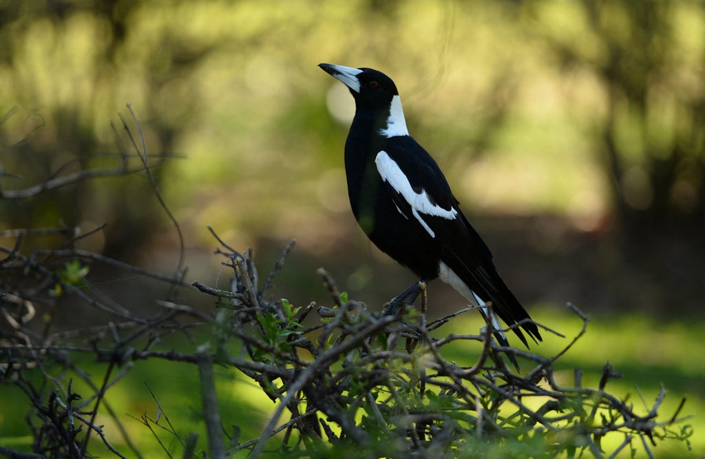 ‘altruistic’-magpies-help-each-other-remove-tracking-devices,-leave-scientists-stunned