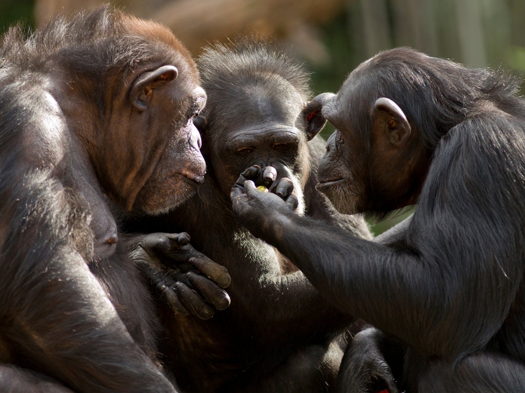 treating-wounds-may-not-be-uniquely-human-–-chimpanzees-do-it-too