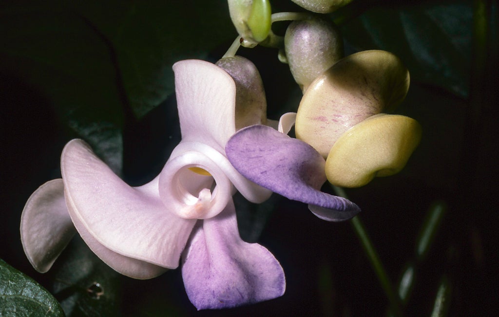 scientists-identify-hundreds-of-nutrient-rich-edible-plants-with-untapped-potential-to-treat-vitamin-deficiencies