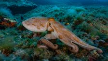 ‘my-octopus-teacher’-was-mesmerizing-but-there’s-1-thing-that-deeply-troubled-me