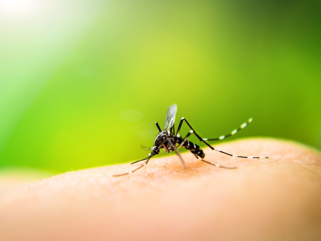 are-mosquitoes-drawn-to-certain-colours?