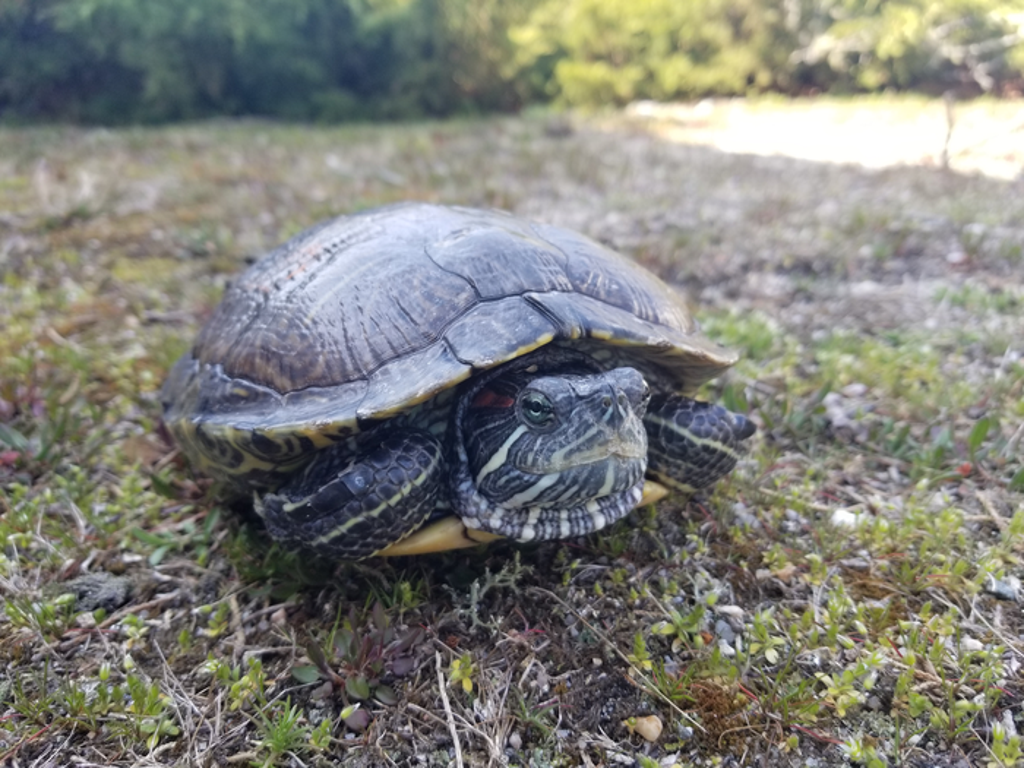 underwater-noise-pollution-is-causing-turtles-to-experience-hearing-loss,-scientists-say