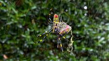 there’s-probably-no-stopping-big-invasive-spiders-from-blanketing-the-east-coast