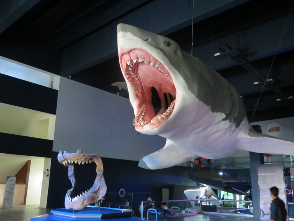 gigantic-megalodon-sharks-grew-to-much-larger-sizes-in-cooler-waters,-new-study-suggests