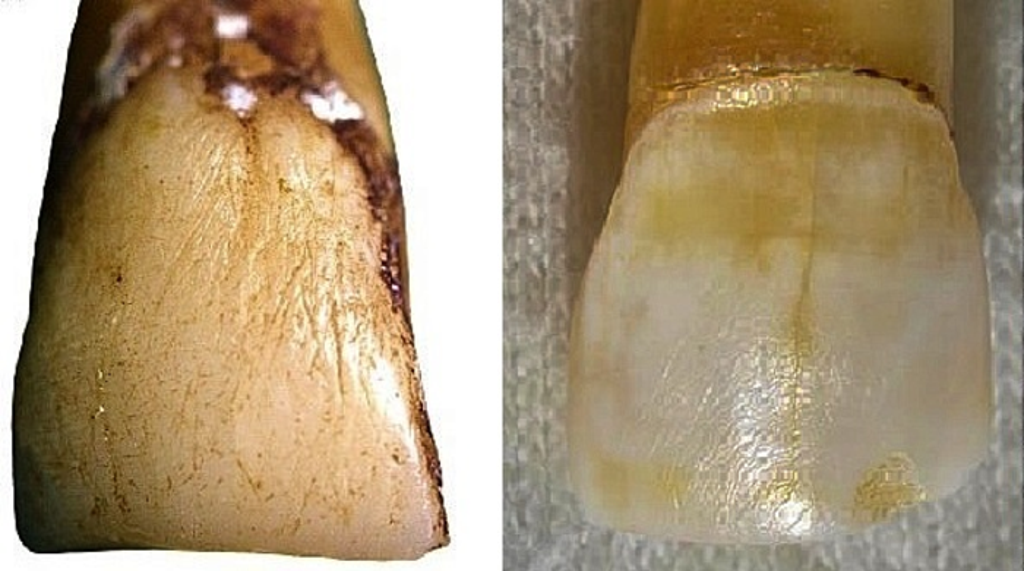 strange-marks-in-japanese-monkey-teeth-prompt-rethink-of-human-evolution,-scientists-say
