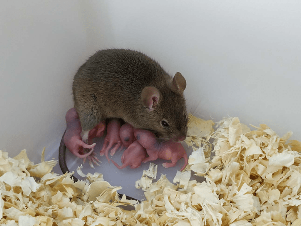 fatherless-mouse-born-from-unfertilised-egg-survives-to-adulthood-and-gives-birth-to-healthy-pups
